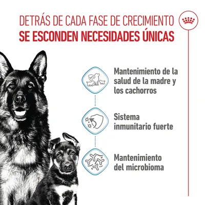 Royal Canin Maxi Starter Mother & Babydog Royal Canin Maxi Starter Mother & Babydog