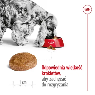 Pies jedzący z miski, powiększony krokiet o średnicy 1 cm. Tekst: Odpowiednia wielkość krokietów, aby zachęcać do rozgryzania. Pies jedzący z miski, powiększony krokiet o średnicy 1 cm. Tekst: Odpowiednia wielkość krokietów, aby zachęcać do rozgryzania.