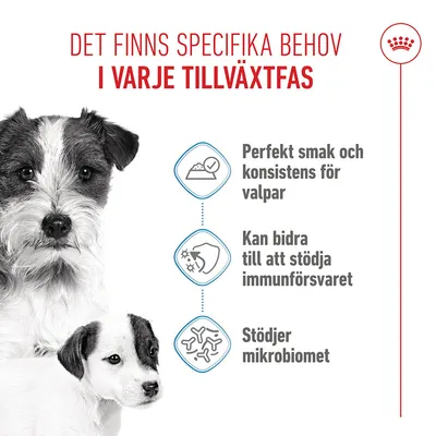 Royal Canin Starter Mother & Babydog Ultra Soft Mousse