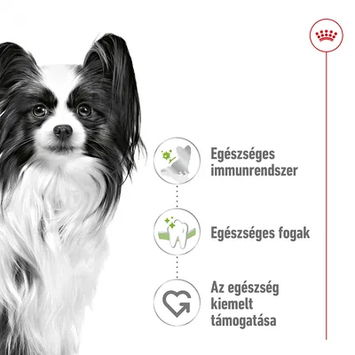Egészséges immunrendszer, egészséges fogak, az egészség kiemelt támogatása – szöveg és ikonok kutya mellett Egészséges immunrendszer, egészséges fogak, az egészség kiemelt támogatása – szöveg és ikonok kutya mellett