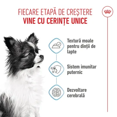 Grafică cu un câine și trei puncte: textură moale pentru dinții de lapte, sistem imunitar puternic, dezvoltarea creierului. Fiecare fază de creștere are cerințe unice. Grafică cu un câine și trei puncte: textură moale pentru dinții de lapte, sistem imunitar puternic, dezvoltarea creierului. Fiecare fază de creștere are cerințe unice.