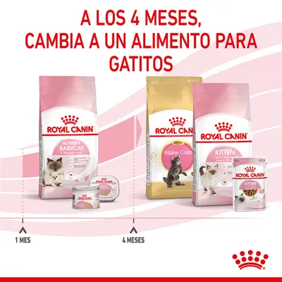 A los 4 meses, cambia a un alimento para gatitos. Royal Canin Mother & Babycat 1–4 meses; a partir de 4 meses, Royal Canin Kitten y Maine Coon Kitten. Imágenes de envases visibles.