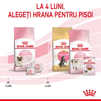 Royal Canin Mother & Babycat 1–4 luni, Royal Canin Kitten și Maine Coon pentru pisoi de la 4 luni. Text: La 4 luni, alegeți hrana pentru pisoi. Indicații: 1 lună, 4 luni.