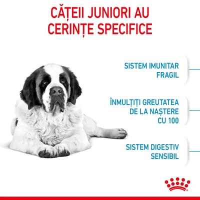 CĂȚEII JUNIORI AU CERINȚE SPECIFICE. Sistem imunitar fragil, înmulțiți greutatea de la naștere cu 100, sistem digestiv sensibil. Imagine cu un câine mare alb cu pete negre.