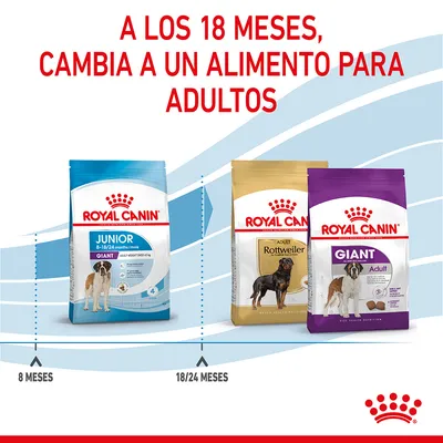 A los 18 meses, cambia a un alimento para adultos. Piensos Royal Canin Junior Giant 8–18/24 meses, Adult Rottweiler y Giant Adult. Indicaciones de cambio a partir de 18/24 meses.