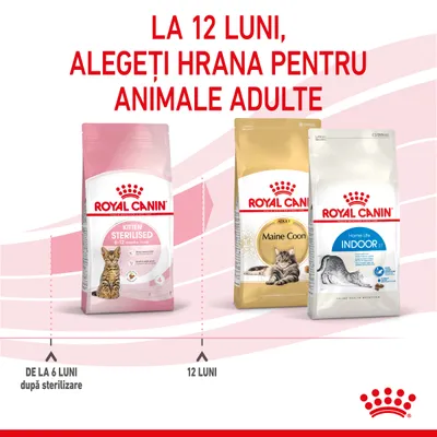 Trei pungi Royal Canin: Kitten Sterilised 6–12 months, Adult Maine Coon, Home Life Indoor 27. Text: La 12 luni, alegeți hrana pentru animale adulte. De la 6 luni după sterilizare, 12 luni.
