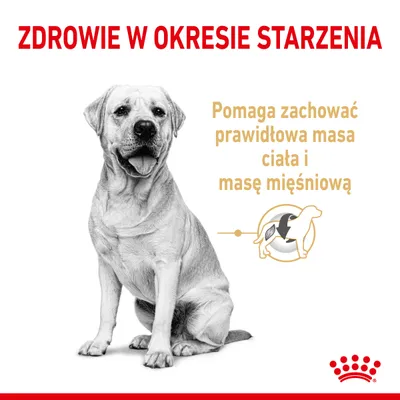 ZDROWIE W OKRESIE STARZENIA. Pomaga zachować prawidłową masę ciała i masę mięśniową. Obraz psa oraz grafika z sylwetką psa i symbolem mięśnia.