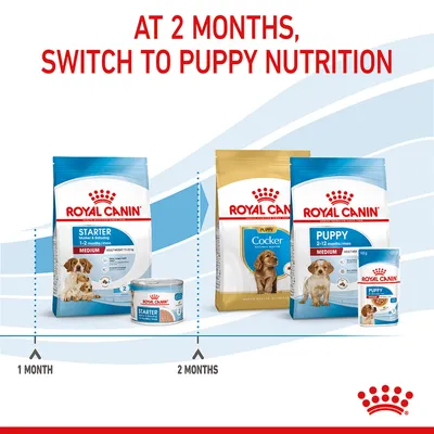 Feeding guide showing to switch from Royal Canin Starter food at 1 month to Royal Canin Puppy nutrition at 2 months, with product images for each stage.