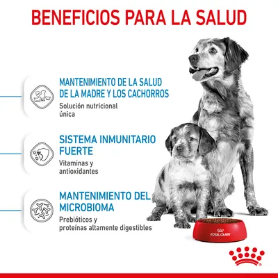 Beneficios para la salud: mantenimiento de la salud de la madre y los cachorros, sistema inmunitario fuerte, mantenimiento del microbioma. Royal Canin. Texto en español.