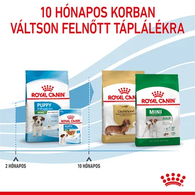 10 hónapos korban váltson felnőtt táplálékra. Royal Canin Puppy 2–10 hónapig, majd Royal Canin Adult Dachshund és Mini Adult kutyatáp csomagolások láthatók.