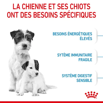 Texte : La chienne et ses chiots ont des besoins spécifiques. Besoins énergétiques élevés, système immunitaire fragile, système digestif sensible.