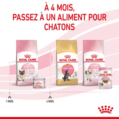 À 4 mois, passez à un aliment pour chatons. Sacs et boîtes Royal Canin Mother & Babycat 1–4 mois, puis Maine Coon Kitten et Kitten dès 4 mois. Texte et produits visibles sur l’image.
