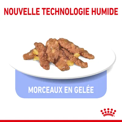 Nouvelle technologie humide, morceaux en gelée. Assiette avec morceaux de nourriture en gelée. Marque Royal Canin visible.