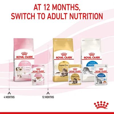 Feeding guide showing to switch from Royal Canin kitten food at 4 months to adult nutrition, such as Maine Coon or Indoor varieties, at 12 months.