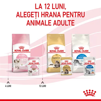 La 12 luni, alegeți hrana pentru animale adulte. Pachete Royal Canin Kitten până la 12 luni și Royal Canin Maine Coon Adult, Indoor după 12 luni, cu imagini de pisici pe ambalaj.