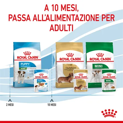 A 10 mesi, passa all’alimentazione per adulti. Royal Canin Puppy 2–10 mesi e Adult Dachshund e Mini con immagini di confezioni e frecce tra 2 e 10 mesi.