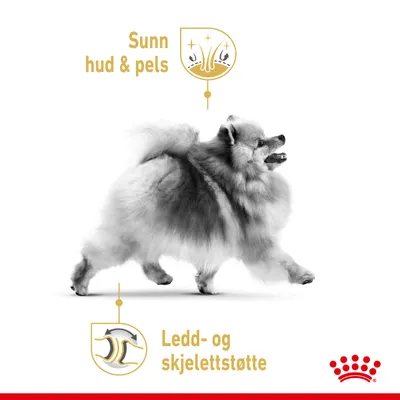 Royal Canin Pomeranian Adult Mousse