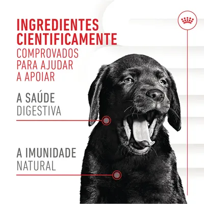 Ingredientes cientificamente comprovados para ajudar a apoiar a saúde digestiva e a imunidade natural. Imagem de um cão preto com a boca aberta.