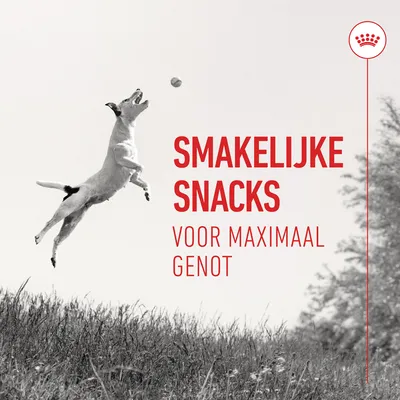 SMAKELIJKE SNACKS VOOR MAXIMAAL GENOT