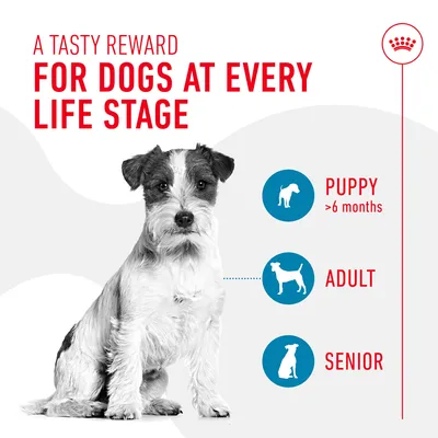 A tasty reward for dogs at every life stage. Suitable for puppy over 6 months, adult, and senior as shown in the image.