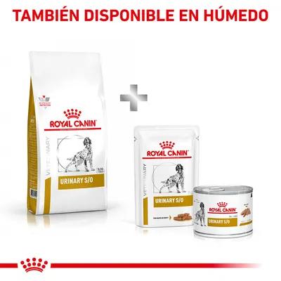 Royal Canin Urinary S/O en formato seco y húmedo, disponible en saco, sobre y lata. Texto visible: 'TAMBIÉN DISPONIBLE EN HÚMEDO'.
