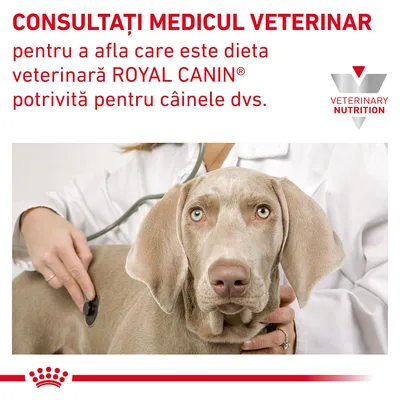 CONSULTAȚI MEDICUL VETERINAR pentru a afla care este dieta veterinară ROYAL CANIN potrivită pentru câinele dvs. VETERINARY NUTRITION. Imagine cu medic veterinar și câine.