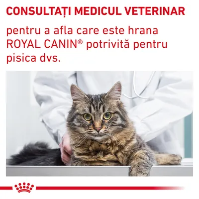 Consultați medicul veterinar pentru a afla care este hrana ROYAL CANIN potrivită pentru pisica dvs.