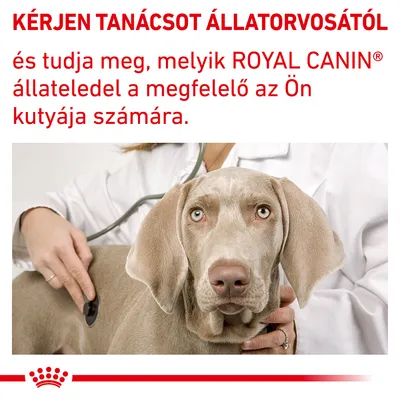 KÉRJEN TANÁCSOT ÁLLATORVOSÁTÓL és tudja meg, melyik ROYAL CANIN állateledel a megfelelő az Ön kutyája számára. Állatorvos sztetoszkóppal vizsgál egy kutyát.