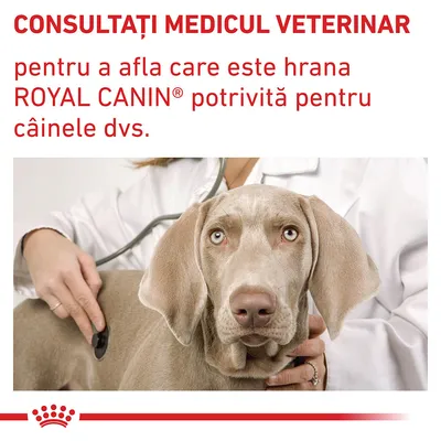 CONSULTAȚI MEDICUL VETERINAR pentru a afla care este hrana ROYAL CANIN potrivită pentru câinele dvs. Text vizibil pe imagine, cu un medic veterinar și un câine.