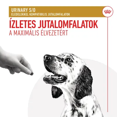 URINARY S/O eledellekkel kompatibilis jutalomfalatok. Ízletes jutalomfalatok a maximális élvezetért. Kéz kutyának falatot ad.