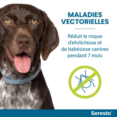 Seresto – Maladies vectorielles : réduit le risque d’ehrlichiose et de babésiose canines pendant 7 mois. Chien portant un collier, pictogramme tique barrée.