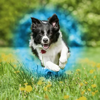 Animal running outdoors on grass with a blue highlight effect behind, demonstrating active movement for product use or feature.