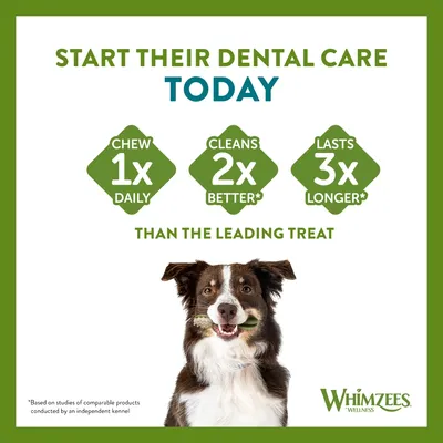 Dental care treat: chew once daily, cleans twice better, lasts three times longer than the leading treat. Whimzees brand. Dog holding dental chew in mouth.