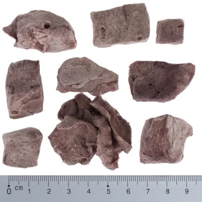 Getrocknete Fleischstücke in verschiedenen Formen und Grössen, mit Massstab in Zentimetern zur Grössenangabe.