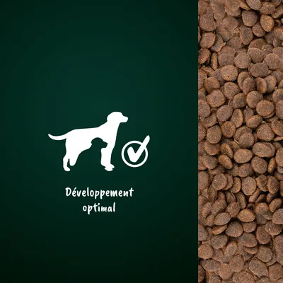 Croquettes pour chien, pictogramme de chien avec coche et texte « Développement optimal »
