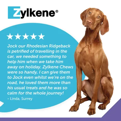 Zylkene Calming Chews for Large Dogs 30 - 60 kg - 14 Chews Zylkene Calming Chews for Large Dogs 30 - 60 kg - 14 Chews