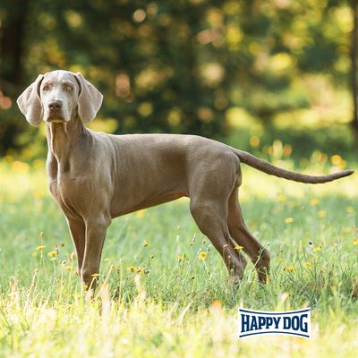 Happy Dog Light Calorie Control, 11 кг. Произведено в Германия. 40% по-малко мазнини, подпомага метаболизма, високо съдържание на фибри. Fit & vital с риба, яйце и месо.