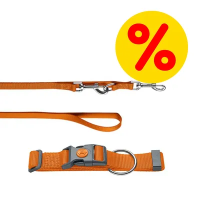Orangefarbene Hundeleine mit Metallkarabiner und passendem Halsband. Gelbes Rabatt-Symbol mit rotem Prozentzeichen sichtbar.