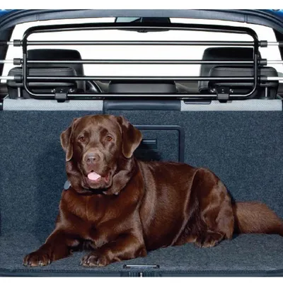 Chien allongé dans le coffre d’une voiture devant une grille de séparation en métal noir, installée derrière les sièges arrière.