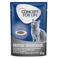Concept for Life British Shorthair Adult (a base di pregiato ragù) - 12 x 85 g