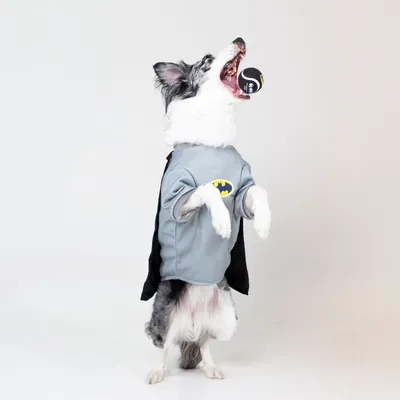 Chien portant un déguisement gris avec logo Batman jaune et noir, cape noire visible, tenant une balle noire et blanche dans la gueule. Costume pour chien inspiré de Batman.