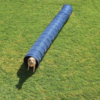 Túnel azul de tela para perros sobre césped, con un perro entrando por uno de los extremos. Accesorio para entrenamiento o juego canino al aire libre. Túnel azul de tela para perros sobre césped, con un perro entrando por uno de los extremos. Accesorio para entrenamiento o juego canino al aire libre.