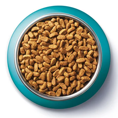 Dry brown kibble pieces in a stainless steel bowl with a turquoise rim, viewed from above. No visible brand or text.