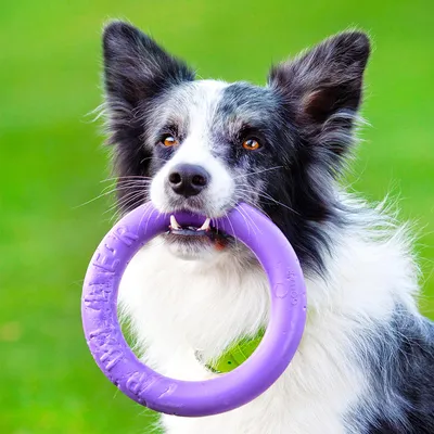 Cão segura anel de brinquedo roxo na boca, adequado para brincadeiras interativas ou para buscar.