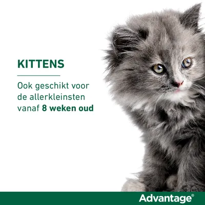 KITTENS. Ook geschikt voor de allerkleinsten vanaf 8 weken oud. Advantage.
