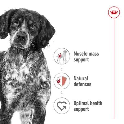 Image listing product benefits: muscle mass support, natural defences, and optimal health support, shown with icons beside a dog.