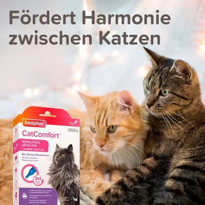 Beaphar CatComfort Wohlfühl Spot-On, fördert Harmonie zwischen Katzen, bei Stress-Situationen. Verpackung zeigt Produktdetails und Anwendungshinweise.