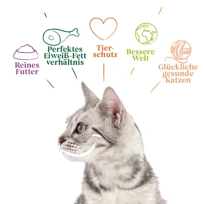 Reines Futter, perfektes Eiweiss-Fett-Verhältnis, Tierschutz, bessere Welt, glückliche gesunde Katzen. Illustration mit Katze und Symbolen.