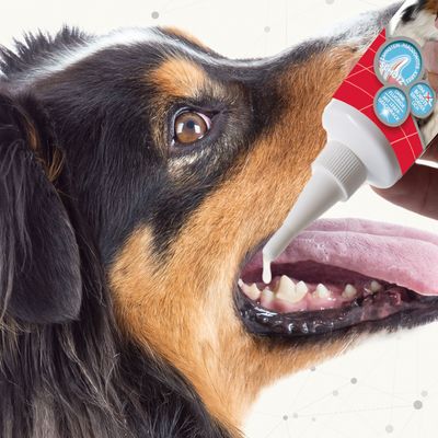 Gel dentifrice beaphar pour chien et chat