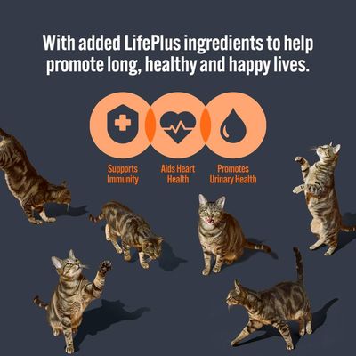 LifePlus ingredients support immunity, aid heart health, and promote urinary health. Image shows icons for each benefit and several cats in different poses.